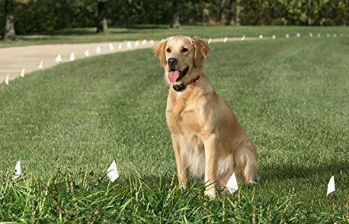 Sparky Pet Co 3/4" Replacement Strap Fits all Bark Collars- RFA 41 2 Holes 1.25