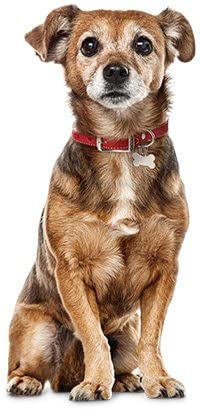 Sparky Pet Co 1" Zeus ECollar Replacement Strap Bungee Biothane Double Buckle Metal Clasp - Teal
