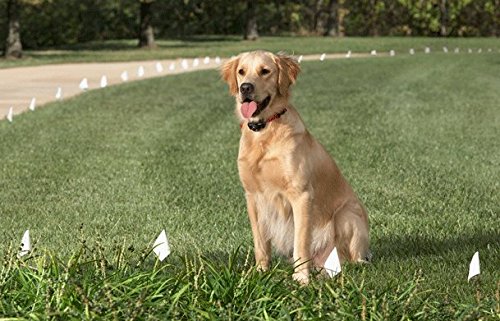 Sparky Pet Co 1" Nylon 2 Hole 1.25 Replacement Strap for Wireless and In Ground Systems - Purple