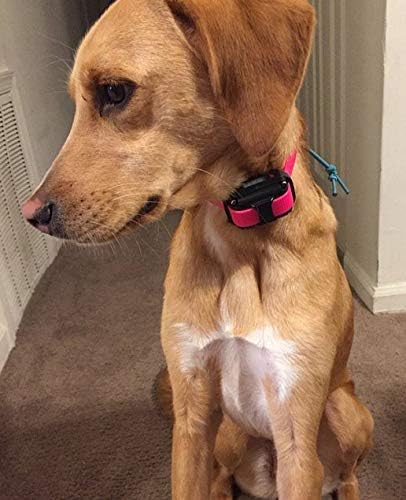 Sparky Pet Co 1" Waterproof Biothane Replacement Roller Buckle Dog Collar - Red