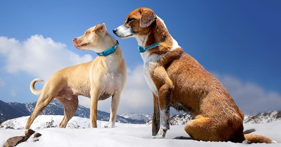 Sparky Pet Co - Zeus ECollar Replacement Strap - Bungee Loop Dog Collar - Waterproof Biothane - Adjustable - Double Buckle - Quick Snap Metal Clasp - Invisible Fence Systems - 1" x 30"- Red