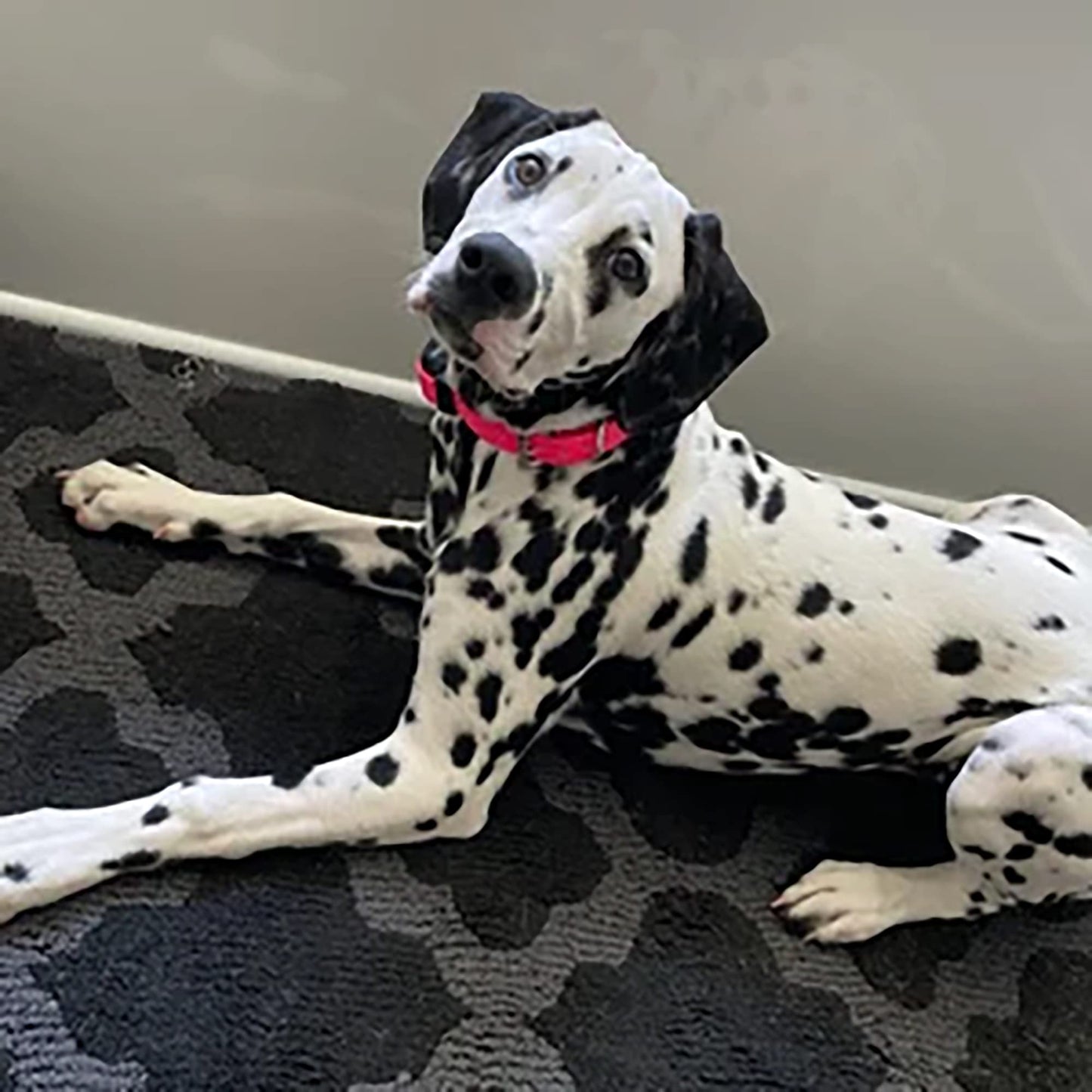 Sparky Pet Co - Zeus ECollar Replacement Strap - Bungee Loop Dog Collar - Waterproof Biothane - Adjustable - Double Buckle - Quick Snap Metal Clasp - Invisible Fence Systems - (Variants)