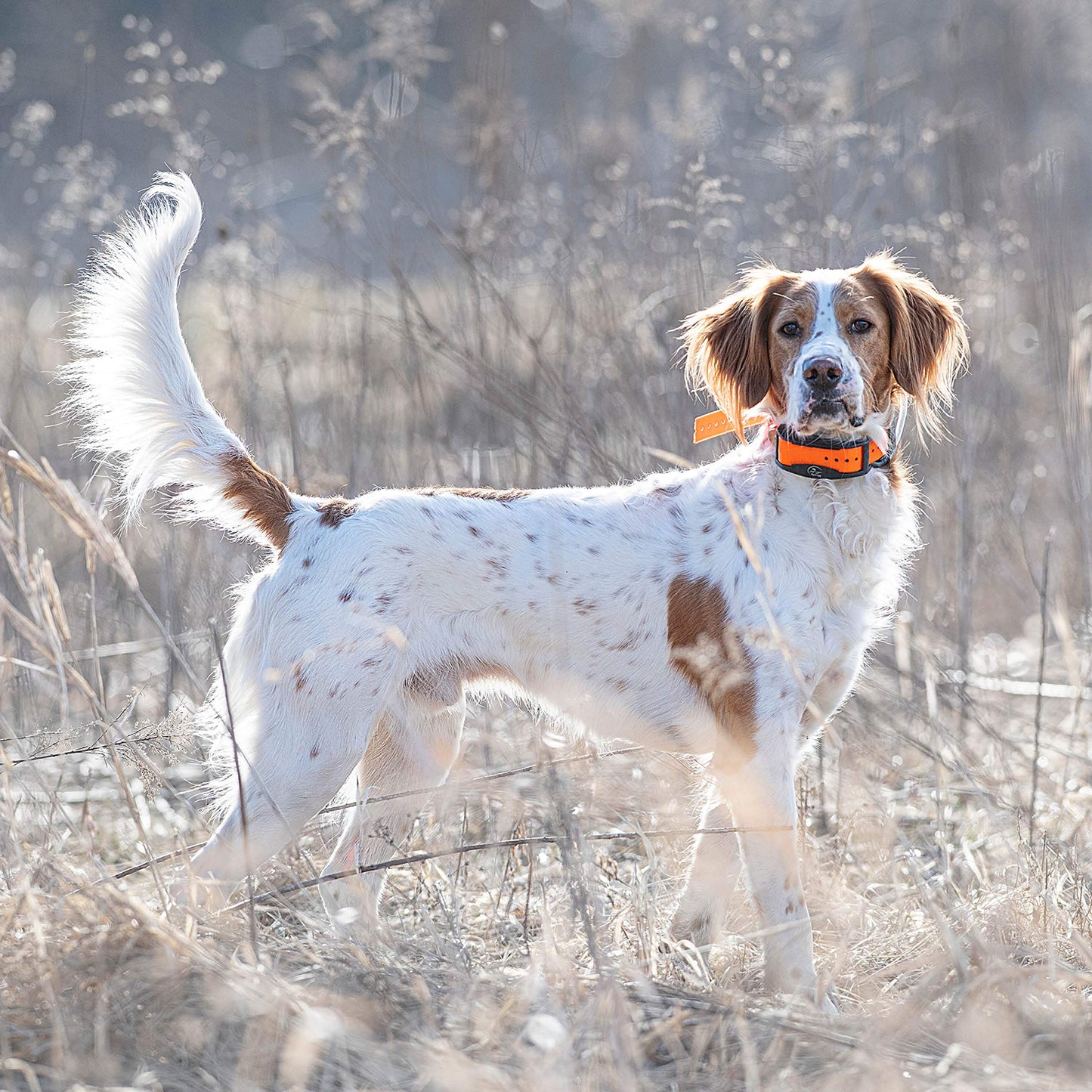 SportDOG Brand 1 Inch Collar Straps - Waterproof and Rustproof - Tightly Spaced