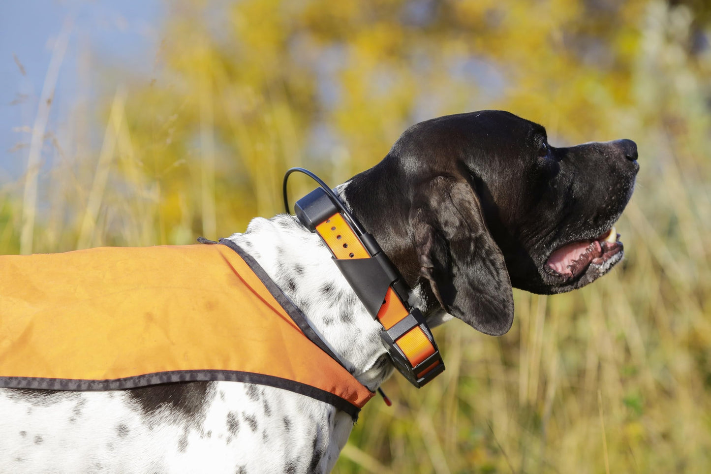 Solid Nylon Dog 3/4" Replacement Collar for No Bark, Wireless Fence In Ground